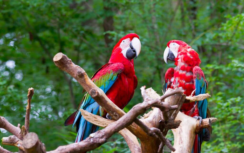 spanska språkresor och volontärresor Costa Rica