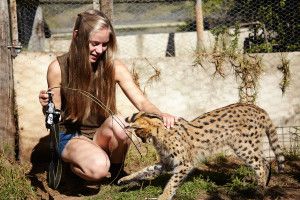 Volontär i Sydafrika - Gepard