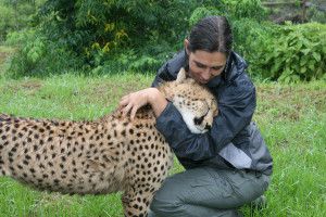 Volontär i Sydafrika - Gepard